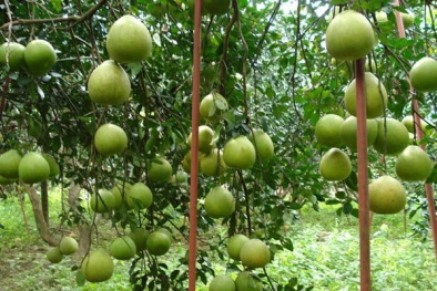 Ứng dụng thành công công nghệ hạt nhân trong trồng bưởi